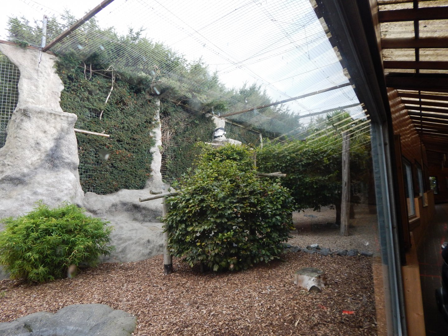 World of Wings - Andean condor aviary 110925