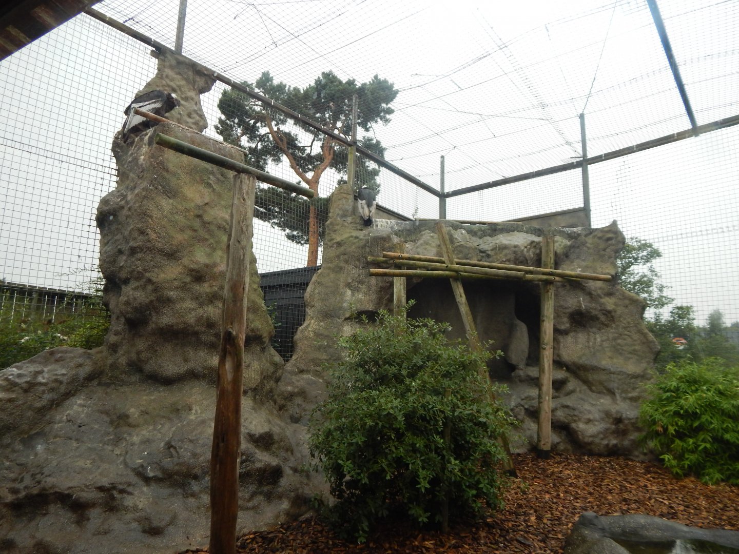 World of Wings - Andean condor aviary 140921