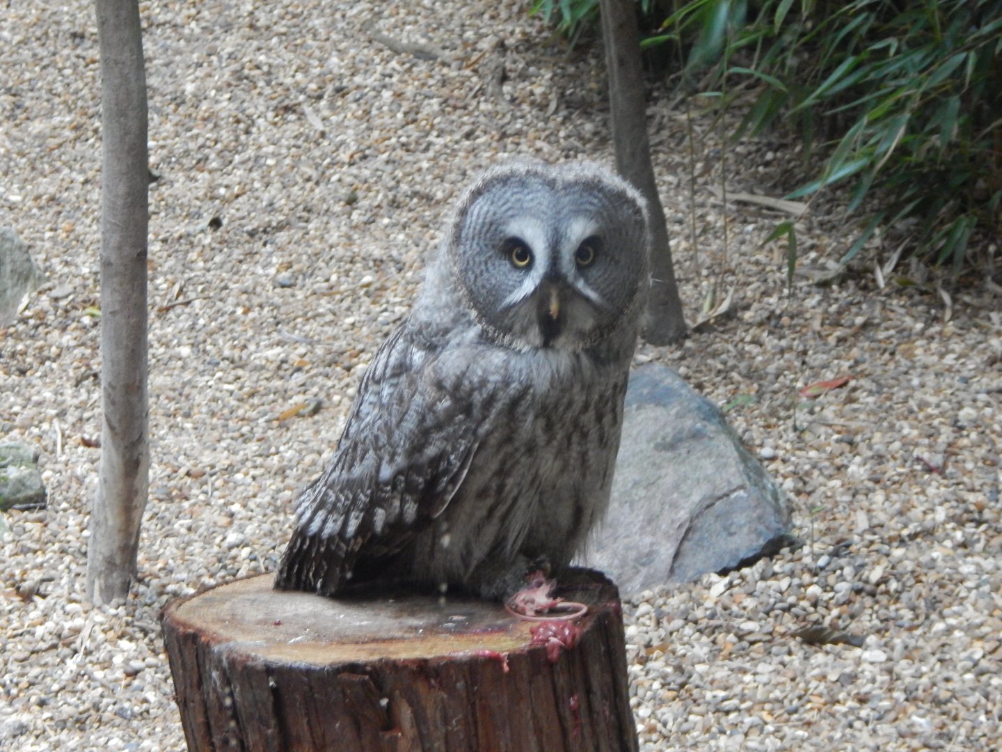 World of Wings - Eurasian great grey owl 110925
