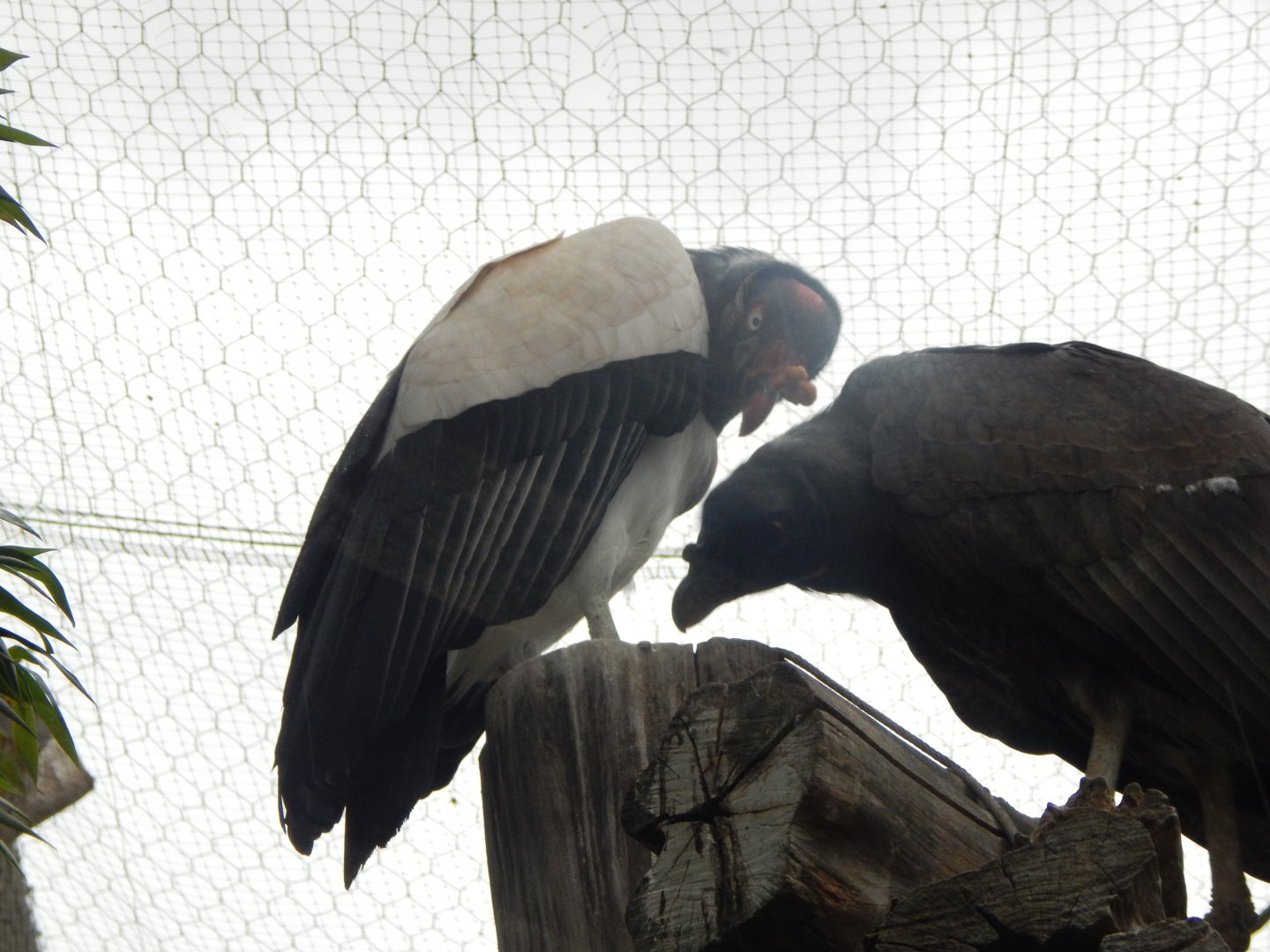 World of Wings - King vulture 110925