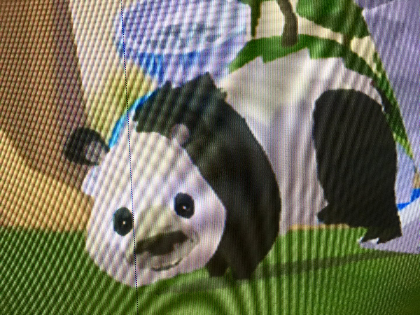 World of Zoo - Panda Sanctuary - Thai Thai