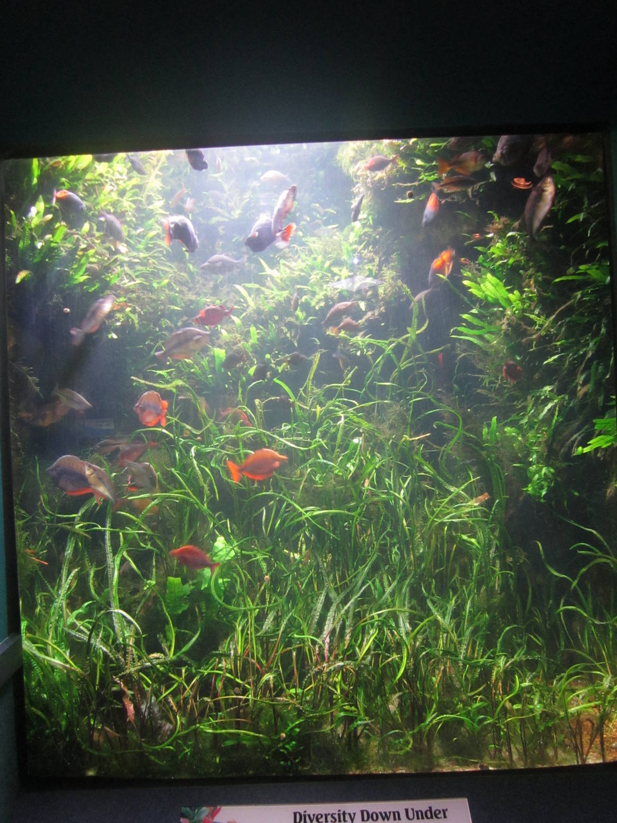 World Rivers - Australia Tank