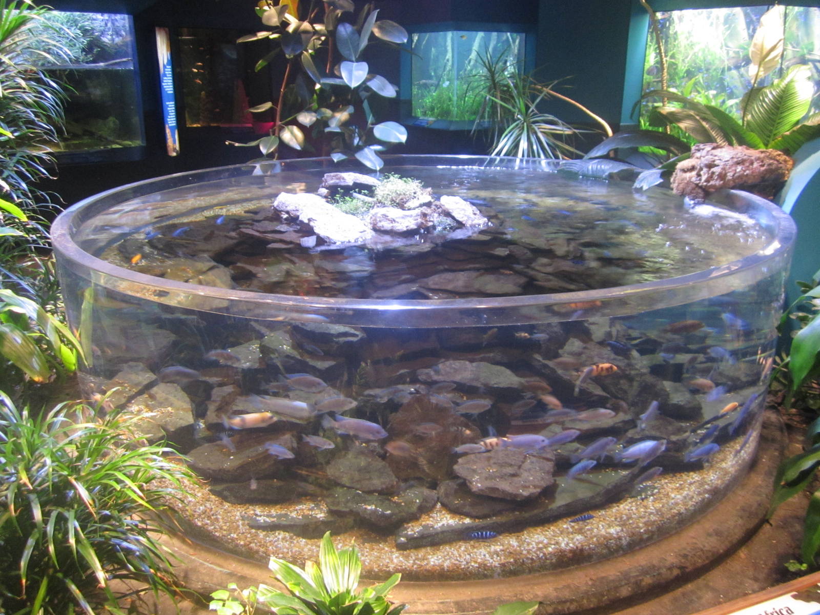 World Rivers - Chambo Cichld + Mbuna Cichlid + Kamango Catfish Tank