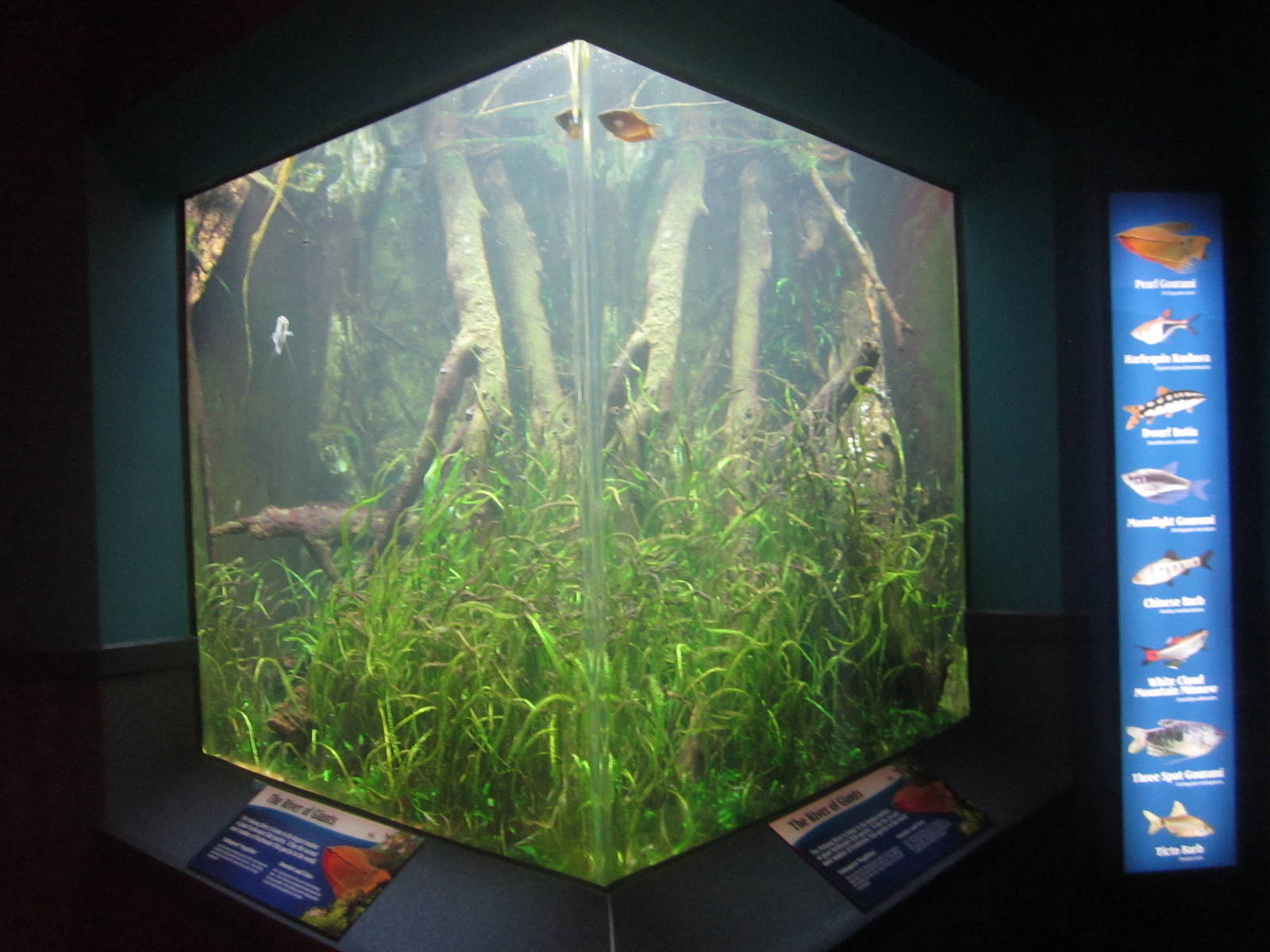 World Rivers - Mekong River Tank