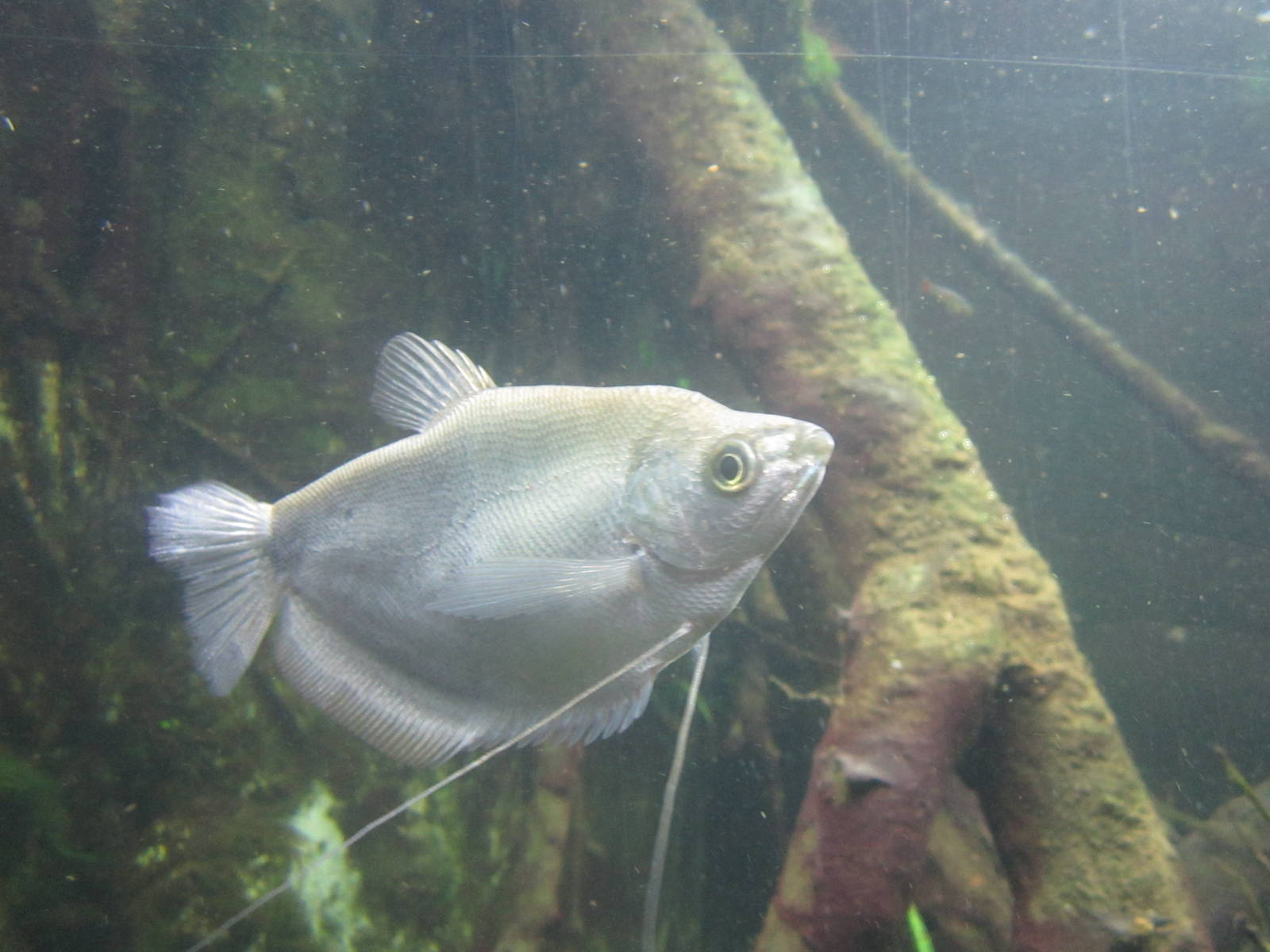 World Rivers - Moonlight Gourami