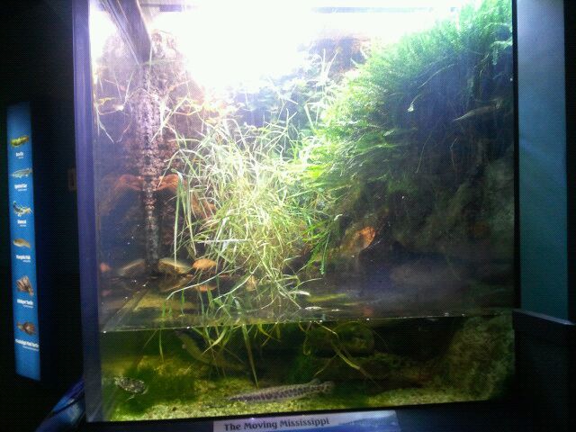 World Rivers-The Moving Mississippi