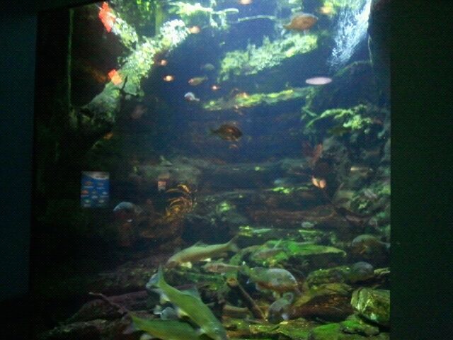 World Rivers-Wenlock River in Australia