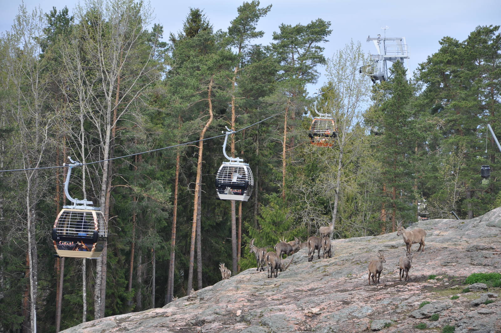 World sensational SAFARI 2011