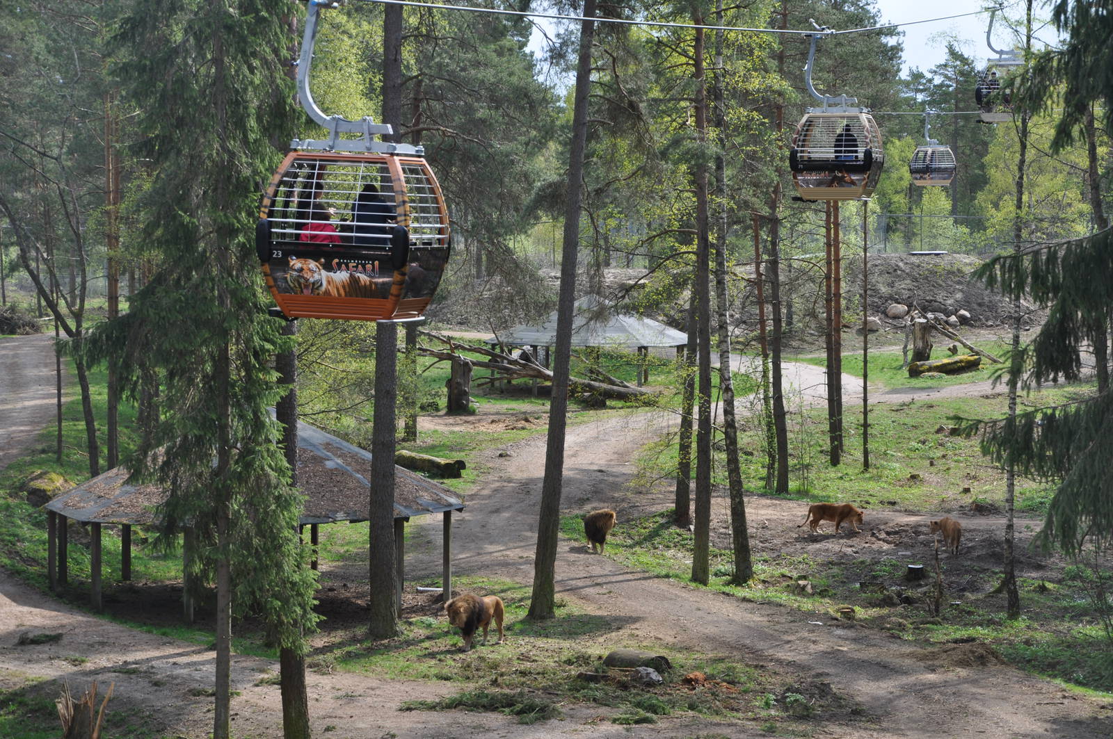 World sensational SAFARI 2011