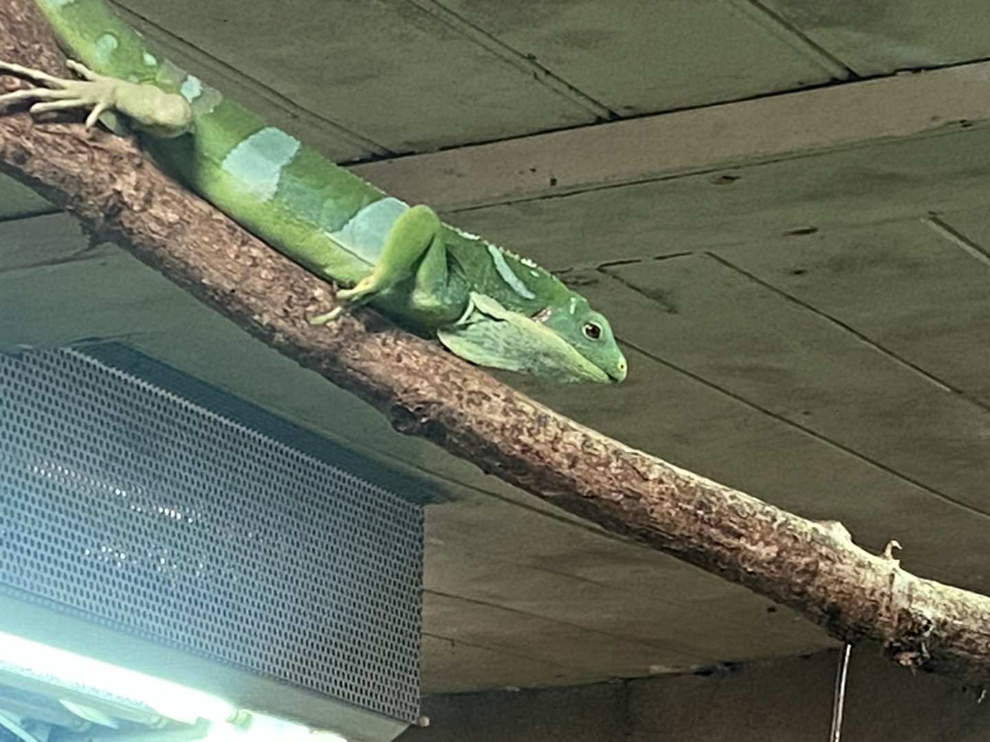 Worlds Apart - Fiji banded iguana 110925