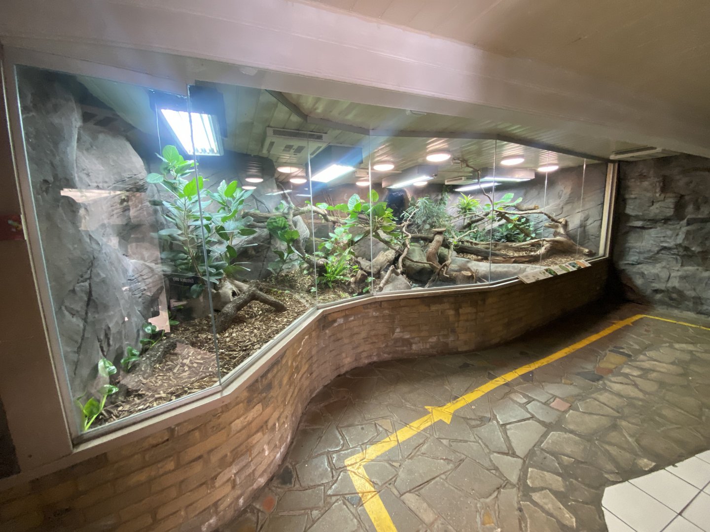 Worlds Apart - Fiji banded iguana exhibit 110925