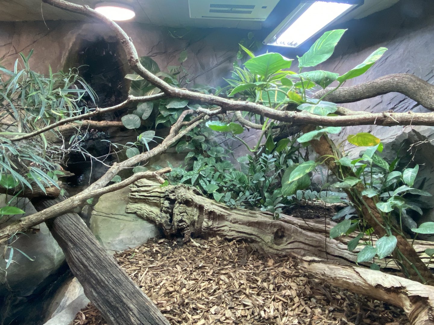 Worlds Apart - Fiji banded iguana exhibit 110925