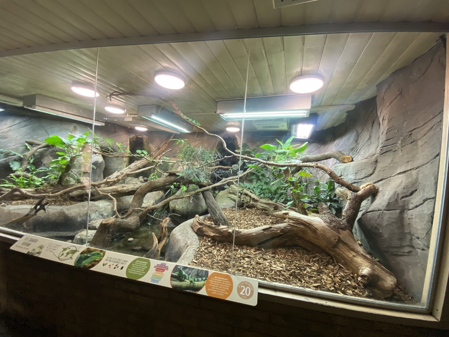 Worlds Apart - Fiji banded iguana exhibit 110925