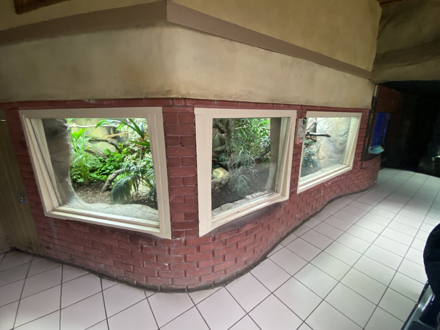 Worlds Apart - Fiji banded iguana exhibit 140921