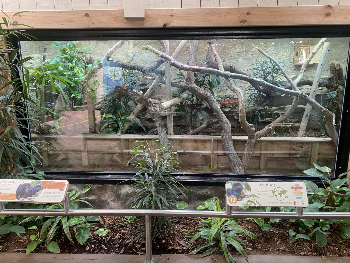 Worlds Apart - Goeldis monkey exhibit 110925