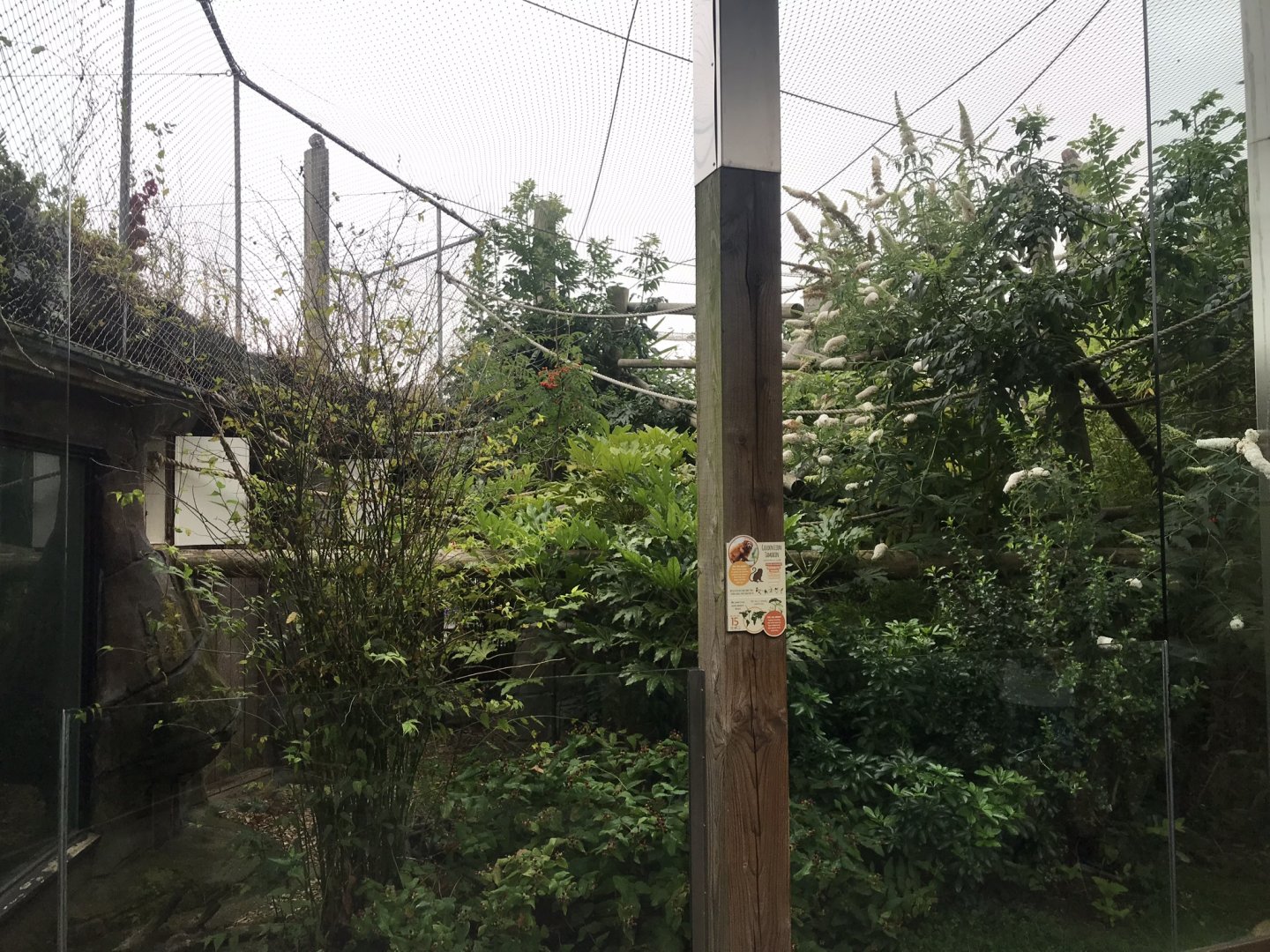 Worlds Apart - Golden Lion tamarin exhibit 050819