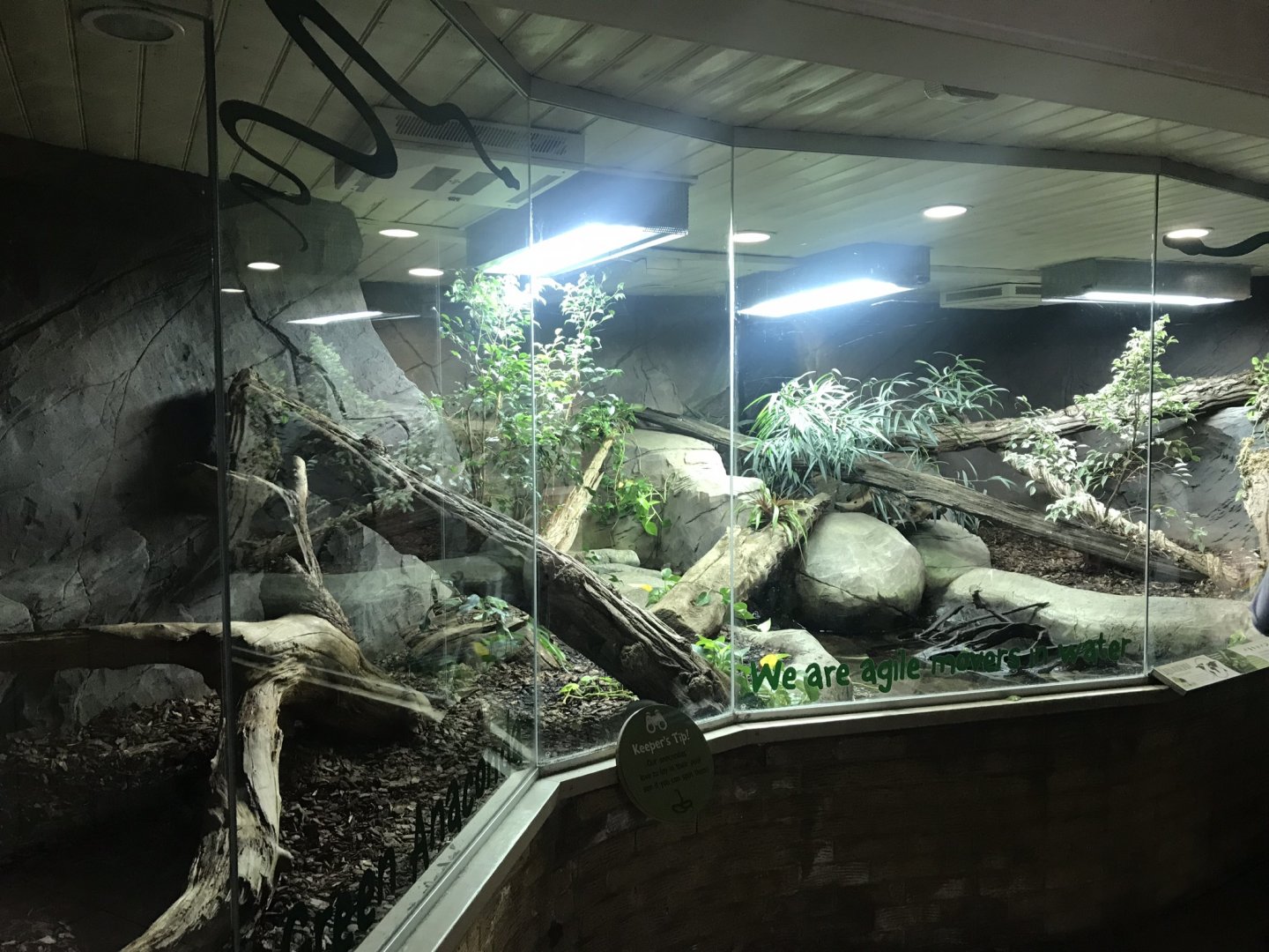 Worlds Apart - Green anaconda exhibit 050819