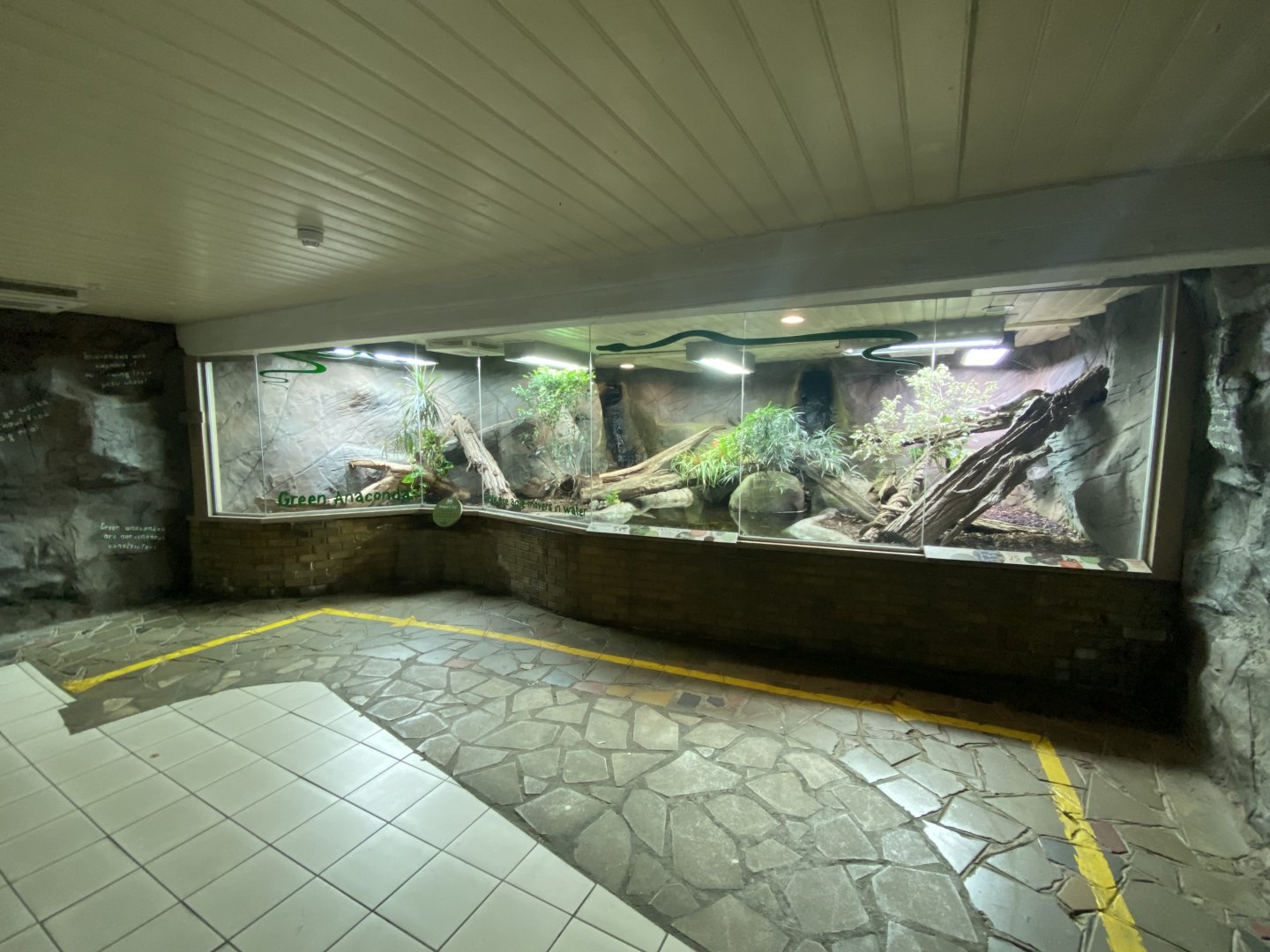 Worlds Apart - Green anaconda exhibit 140921