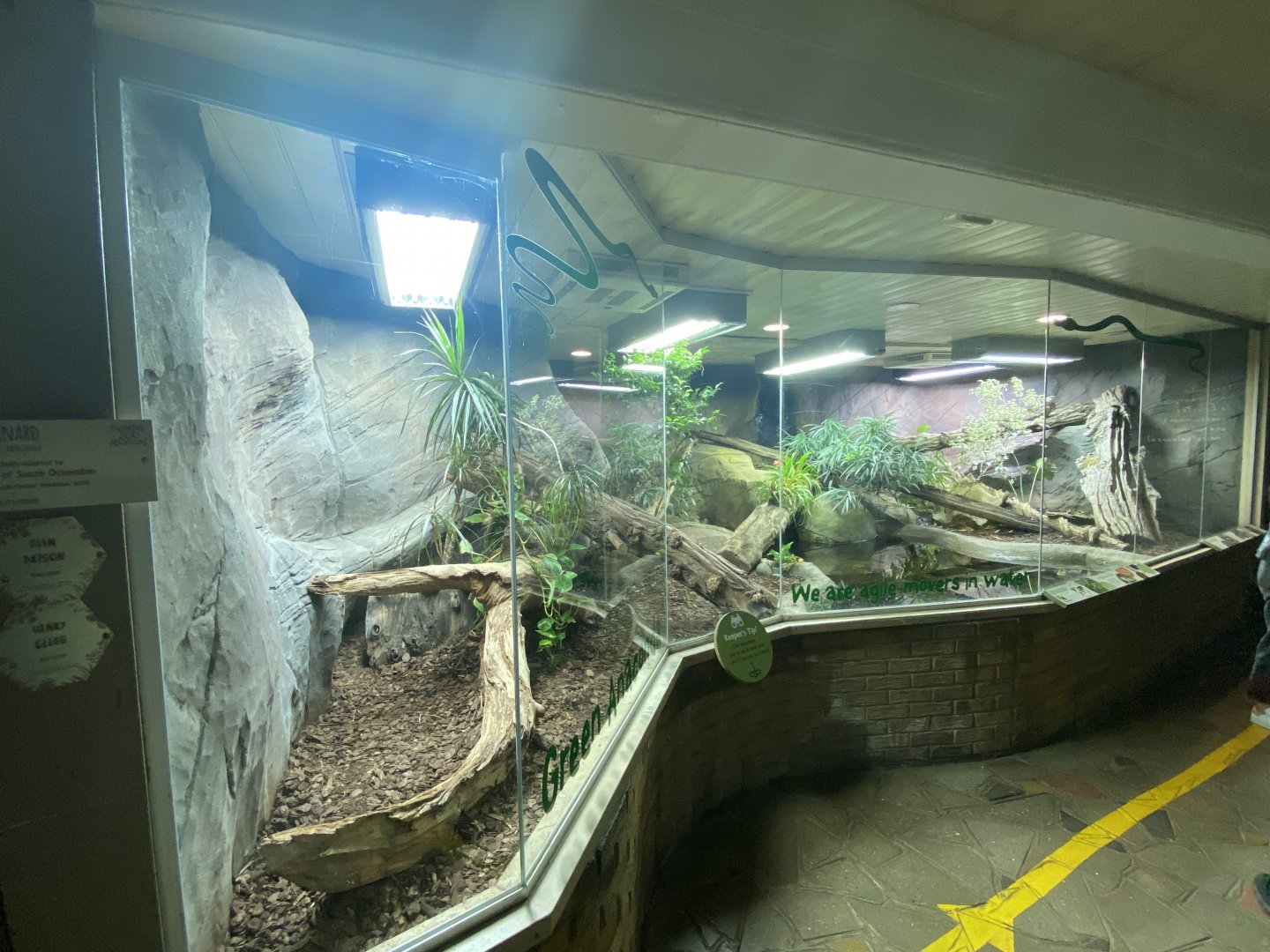 Worlds Apart - Green anaconda exhibit 140921