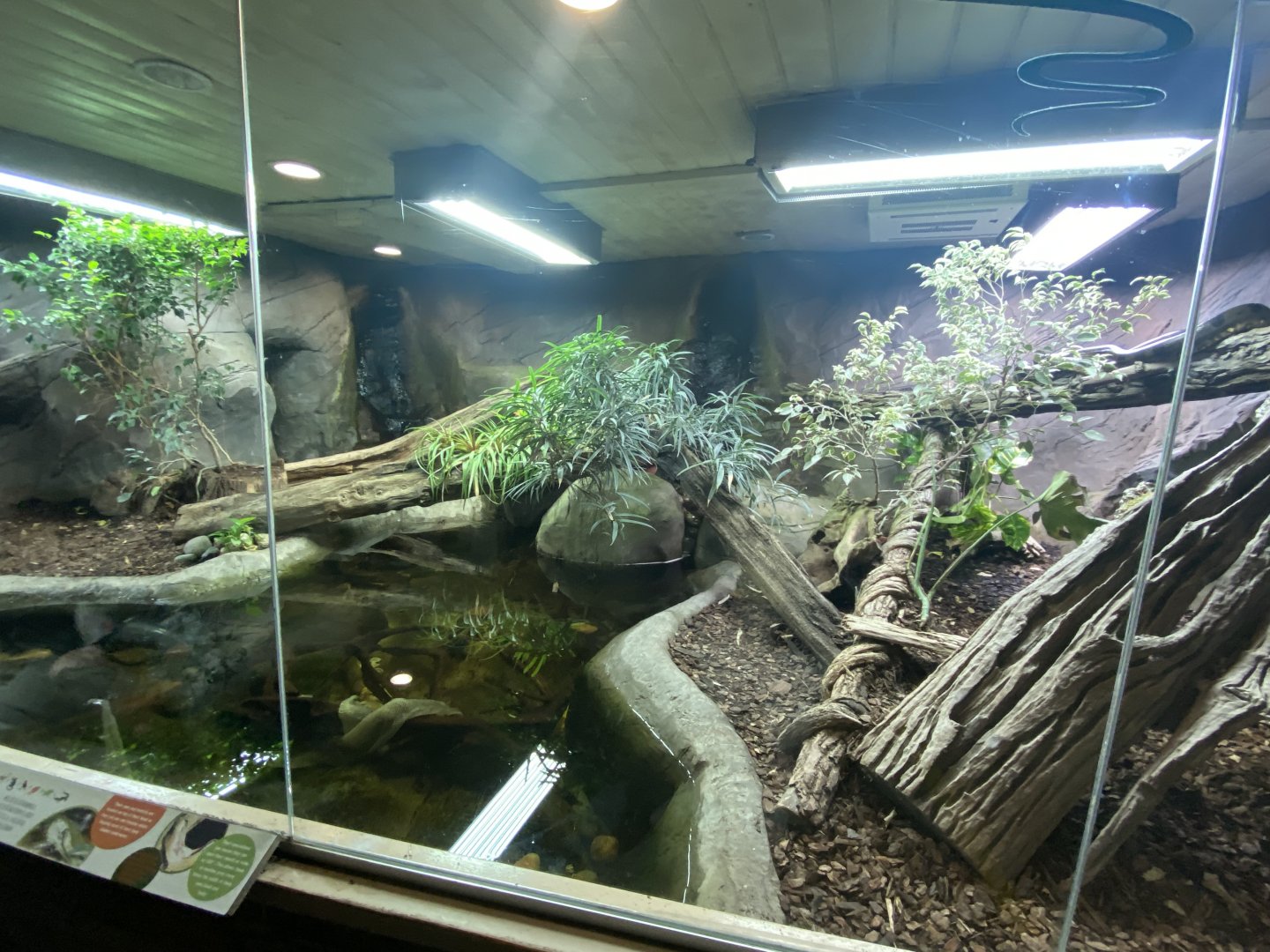 Worlds Apart - Green anaconda exhibit 140921