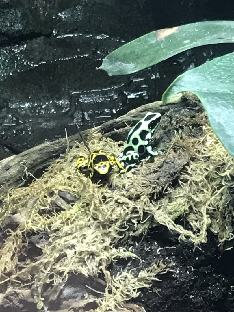 Worlds Apart - Green and black poison dart frog 050819