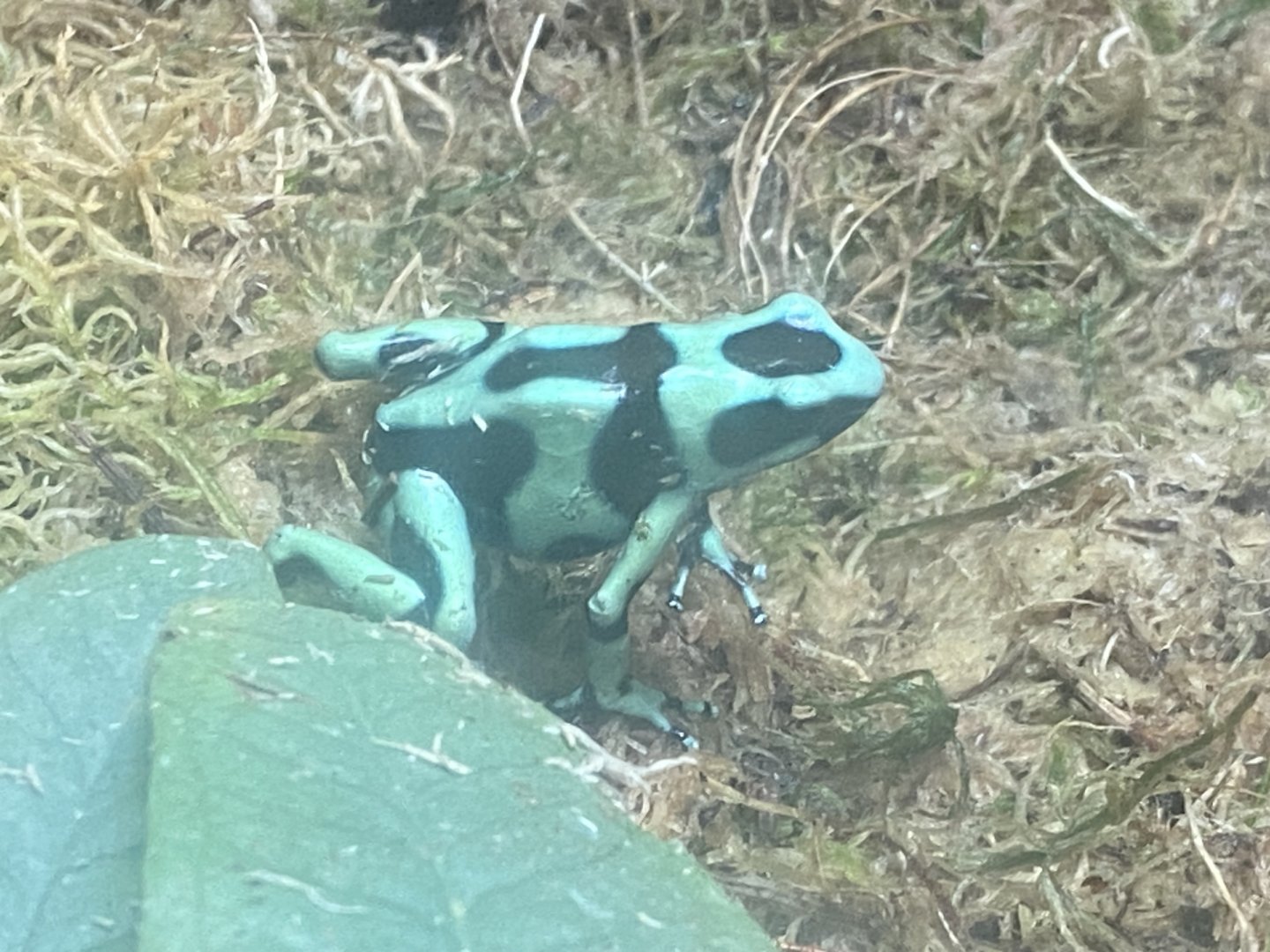 Worlds Apart - Green and black poison dart frog 110925