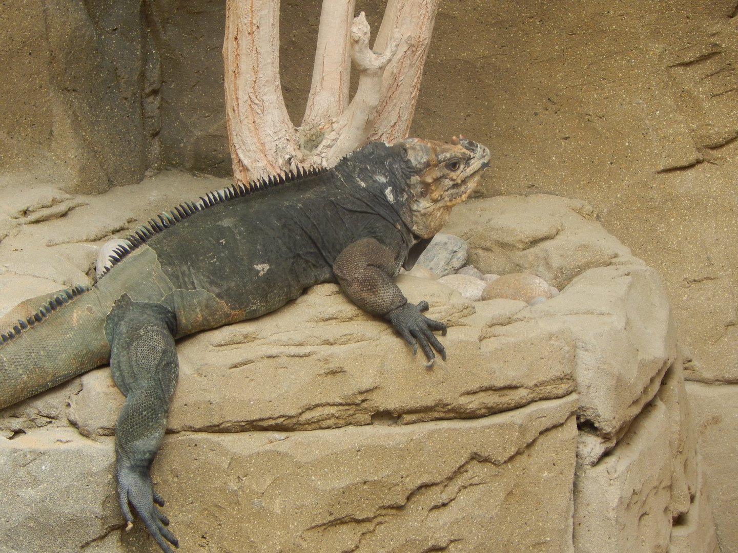 Worlds Apart - Hispaniolan rhinoceros iguana 110925