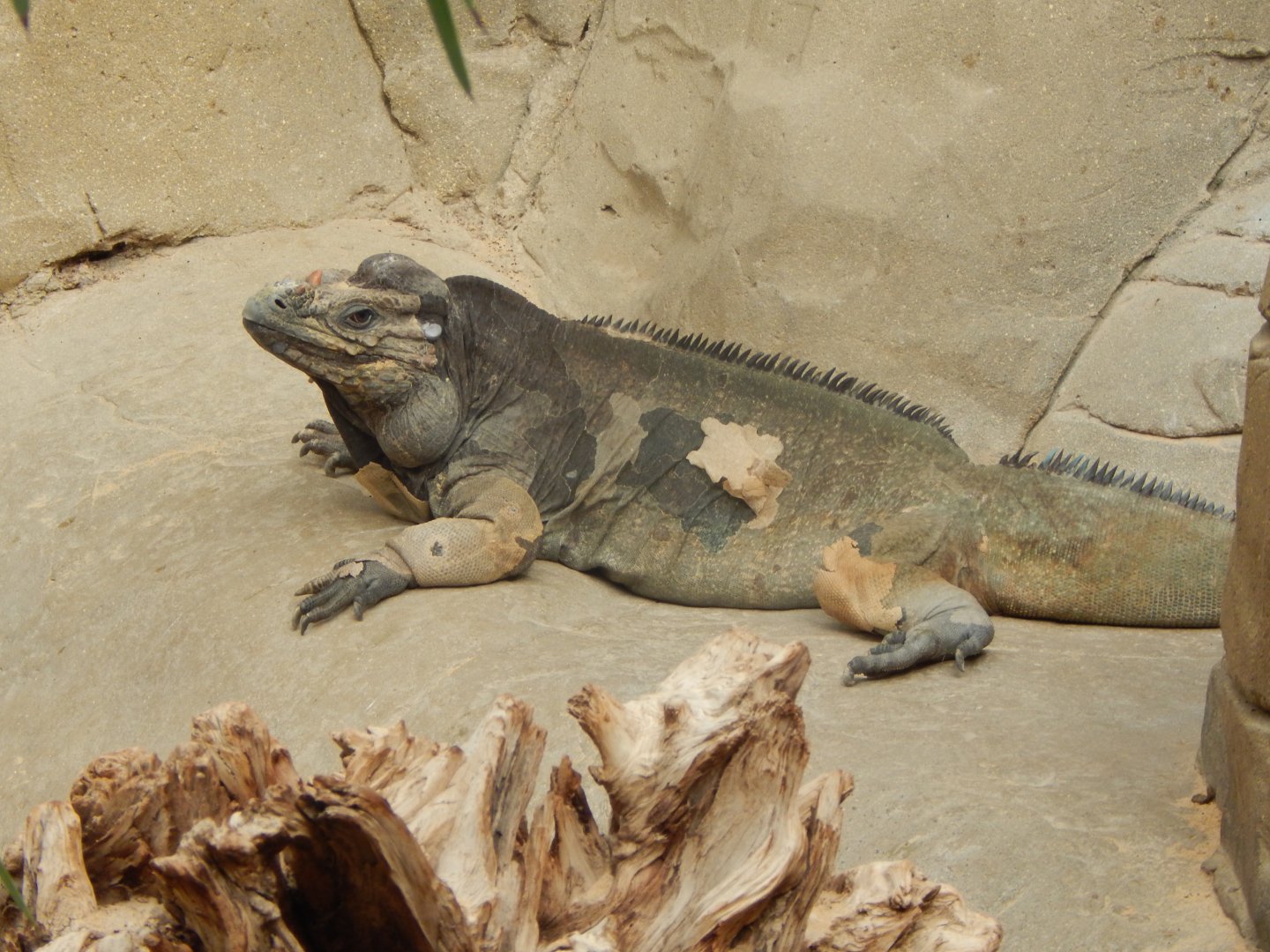 Worlds Apart - Hispaniolan rhinoceros iguana 110925