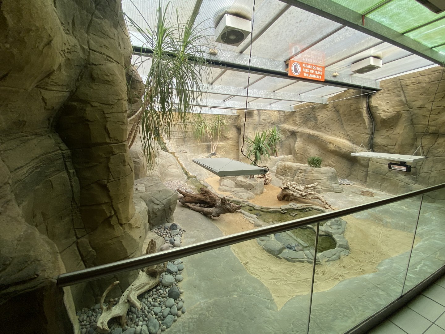 Worlds Apart - Hispaniolan rhinoceros iguana exhibit 110925