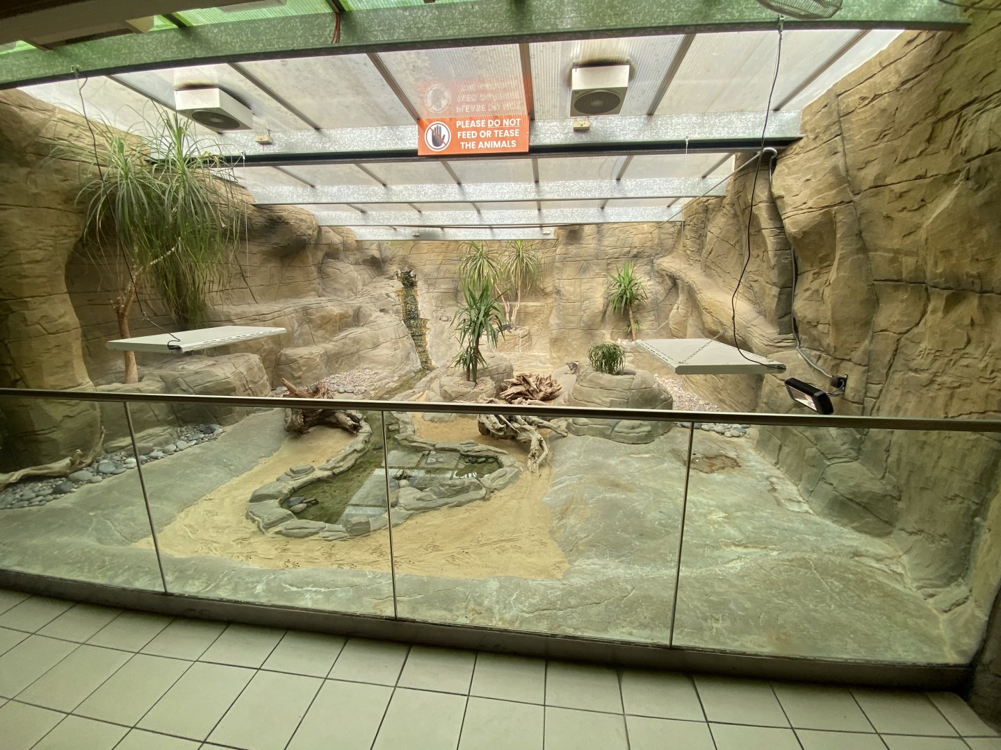 Worlds Apart - Hispaniolan rhinoceros iguana exhibit 110925