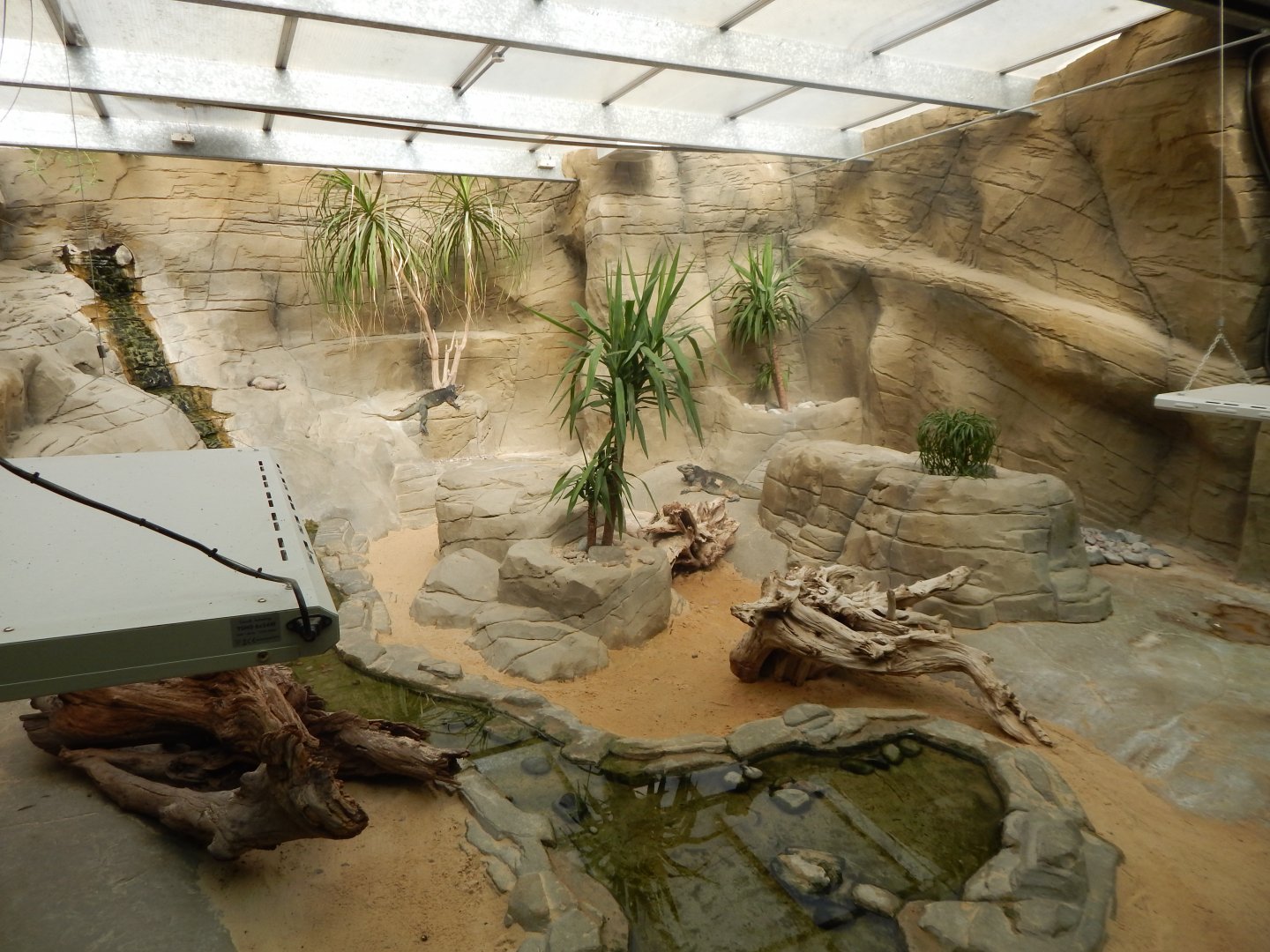 Worlds Apart - Hispaniolan rhinoceros iguana exhibit 110925