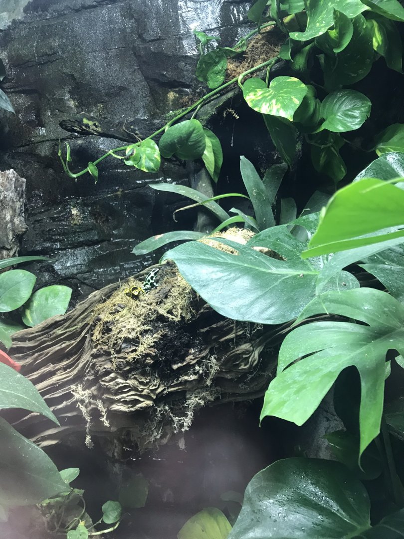 Worlds Apart - poison dart frog exhibit 050819