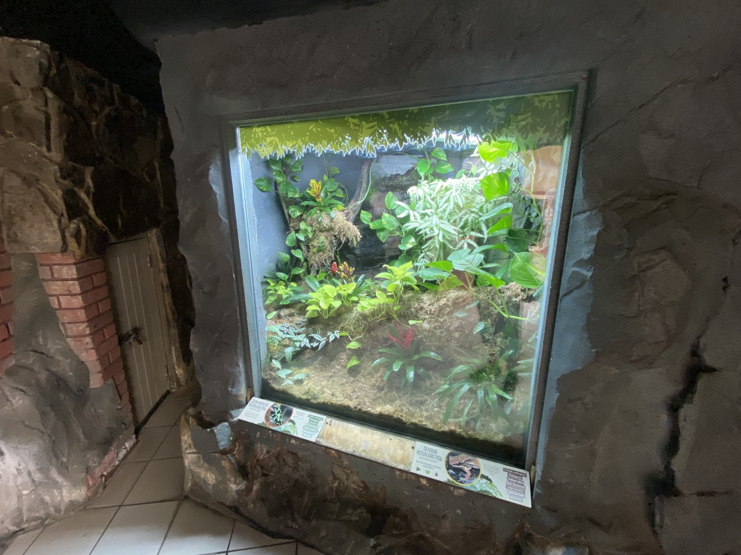 Worlds Apart - Poison dart frog exhibit 110925