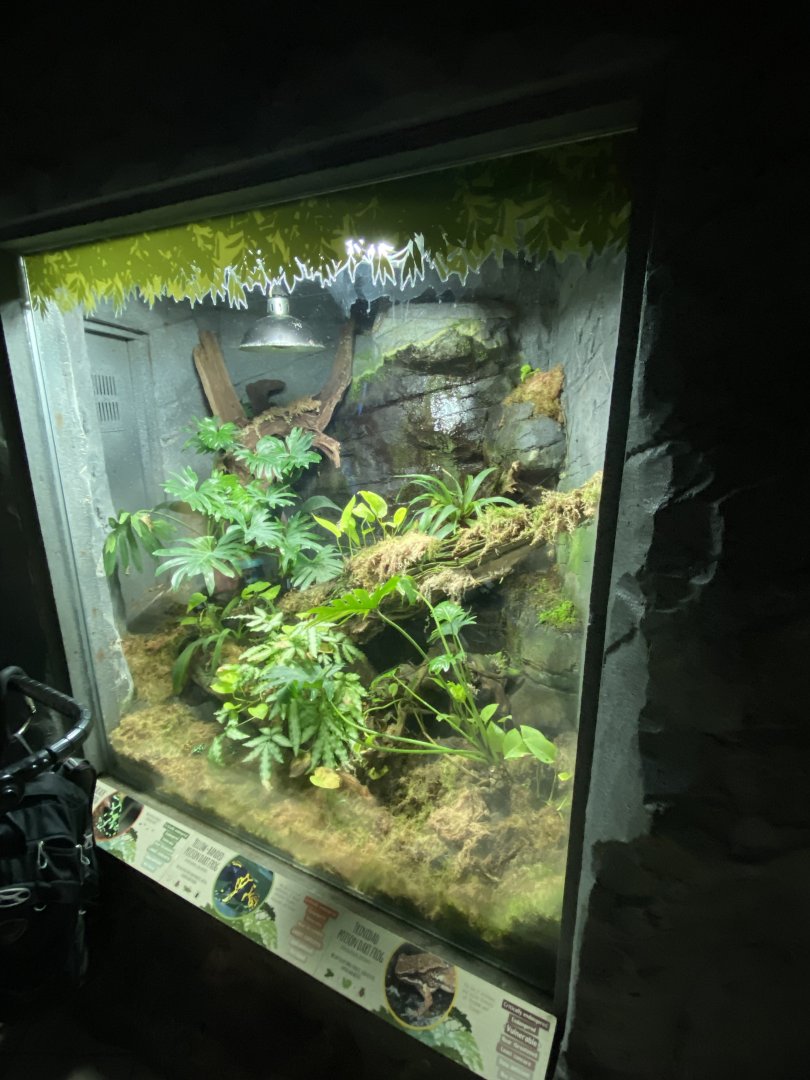 Worlds Apart - Poison dart frog exhibit 140921