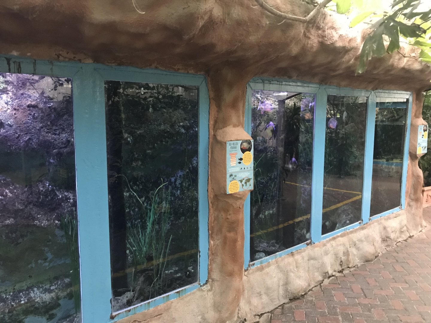 Worlds Apart - Red-bellied piranha exhibit 050819