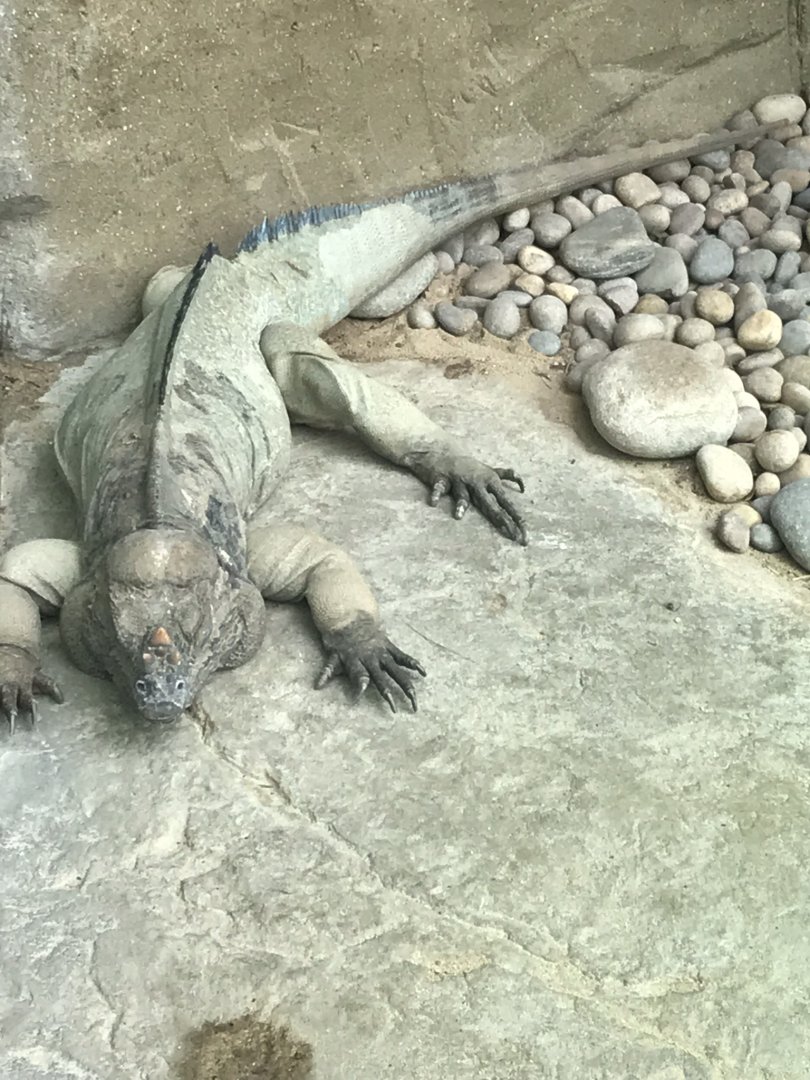 Worlds Apart - Rhinoceros iguana 050819