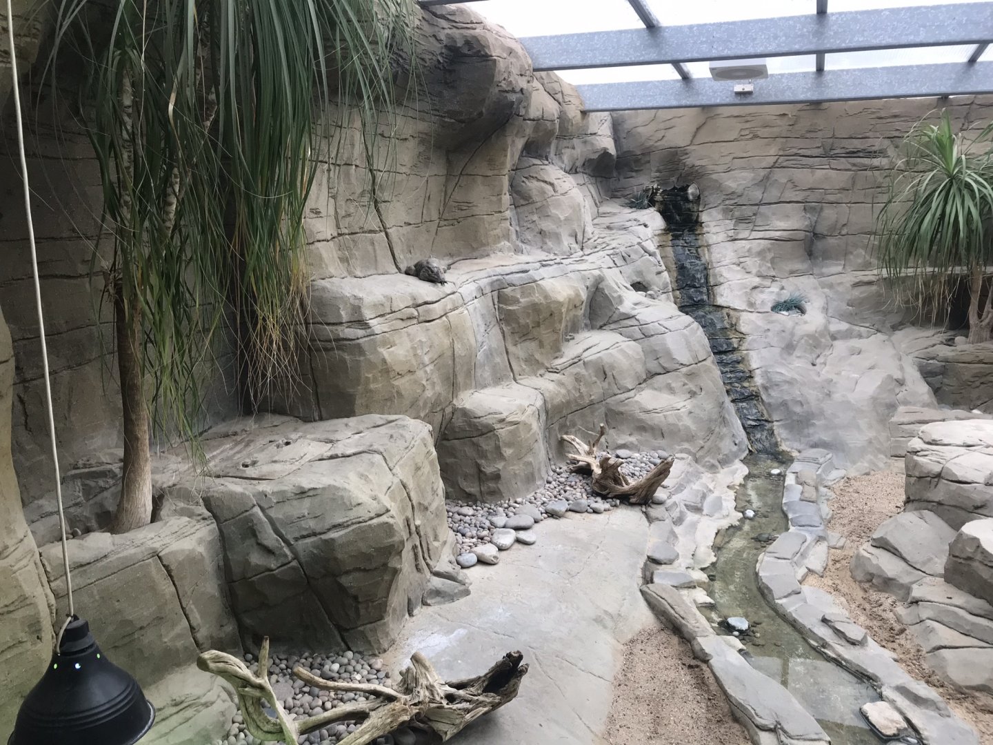 Worlds Apart - Rhinoceros iguana exhibit 050819