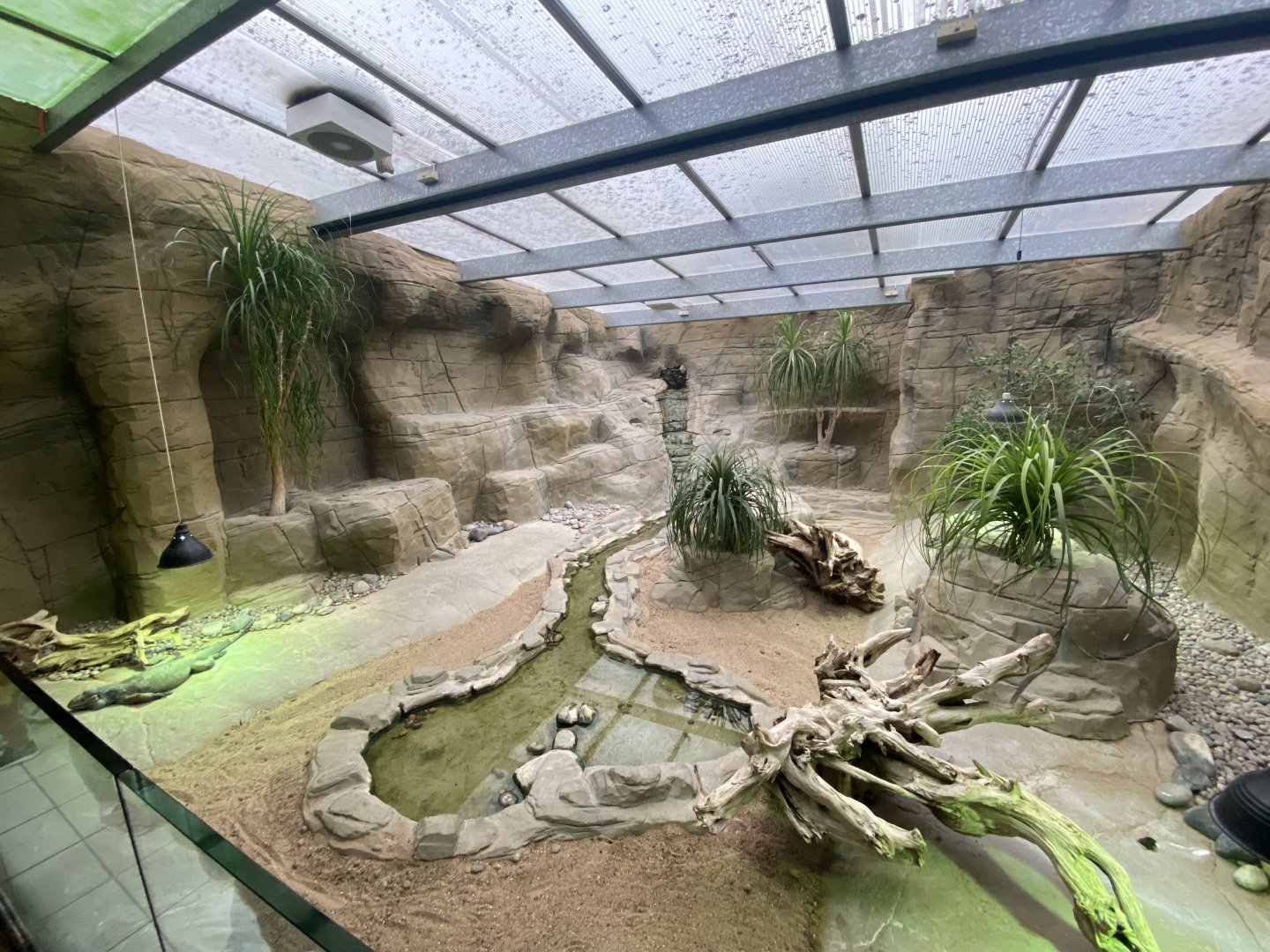 Worlds Apart - Rhinoceros iguana exhibit 140921