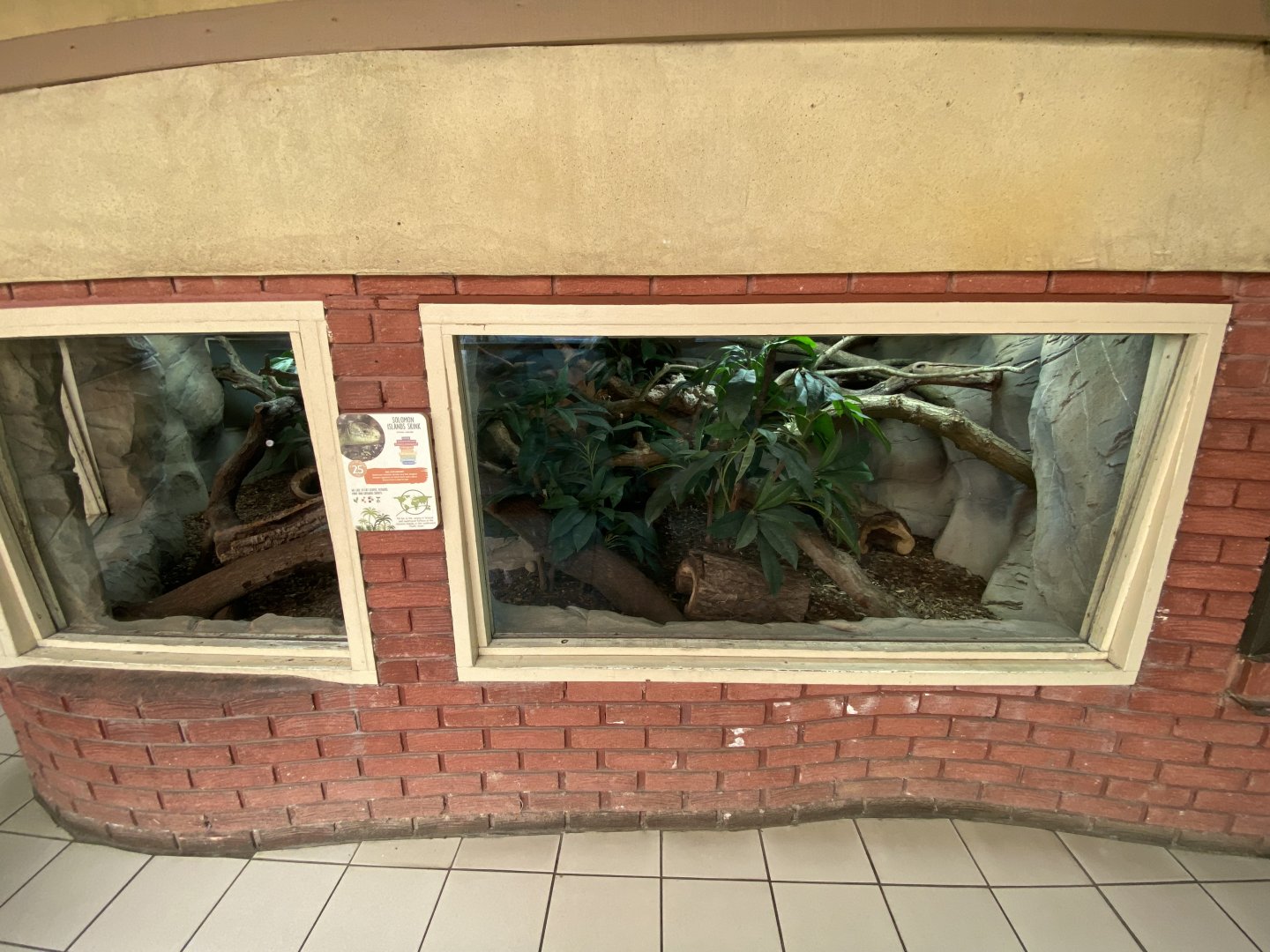 Worlds Apart - Solomon Islands skink exhibit 110925