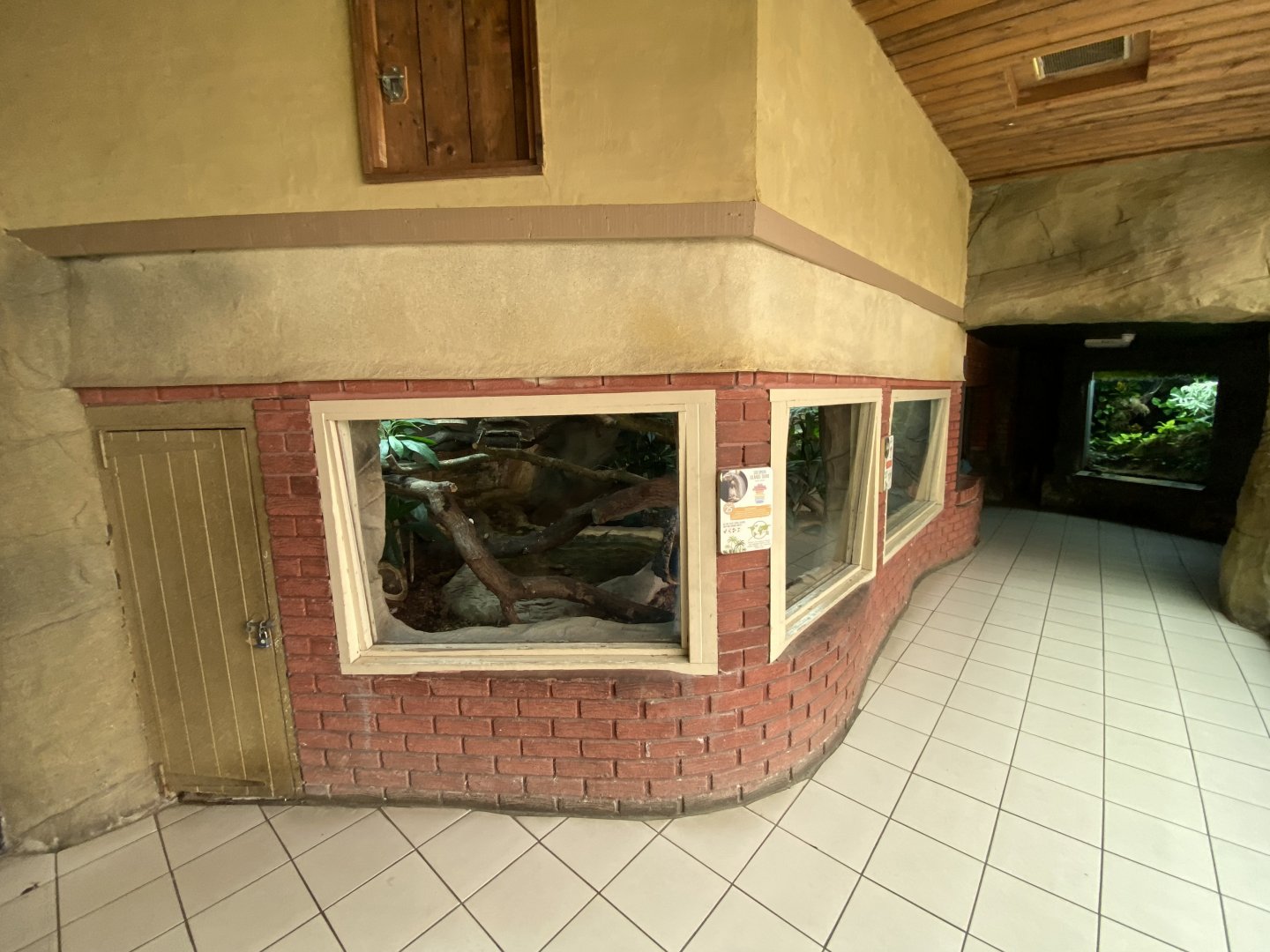 Worlds Apart - Solomon Islands skink exhibit 110925