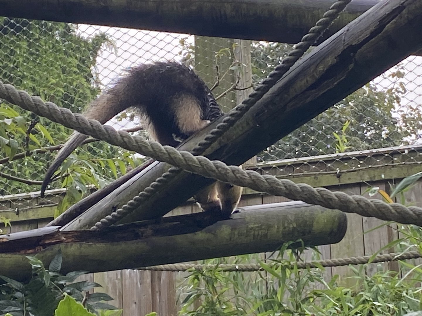 Worlds Apart - Southern tamandua 140921