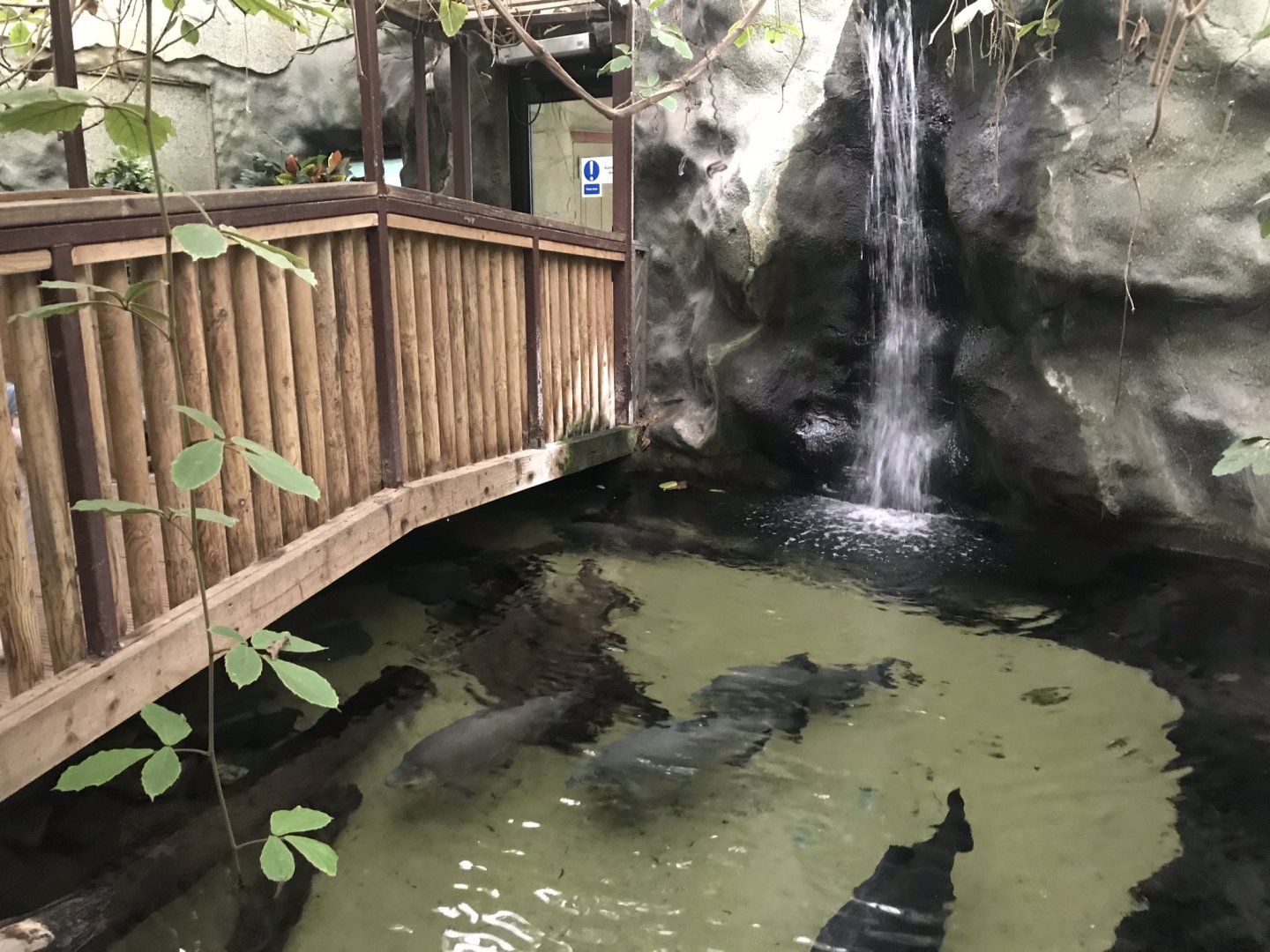 Worlds Apart - view of walkover aquarium exhibit from other side 050819