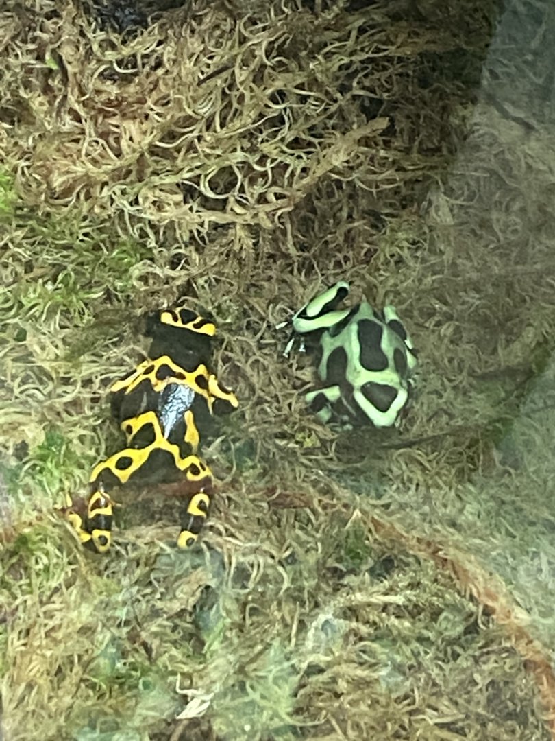 Worlds Apart - Yellow-banded and Green poison dart frogs 140921