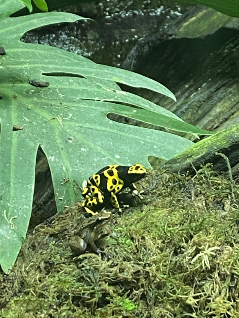 Worlds Apart - Yellow-banded poison dart frog 140921
