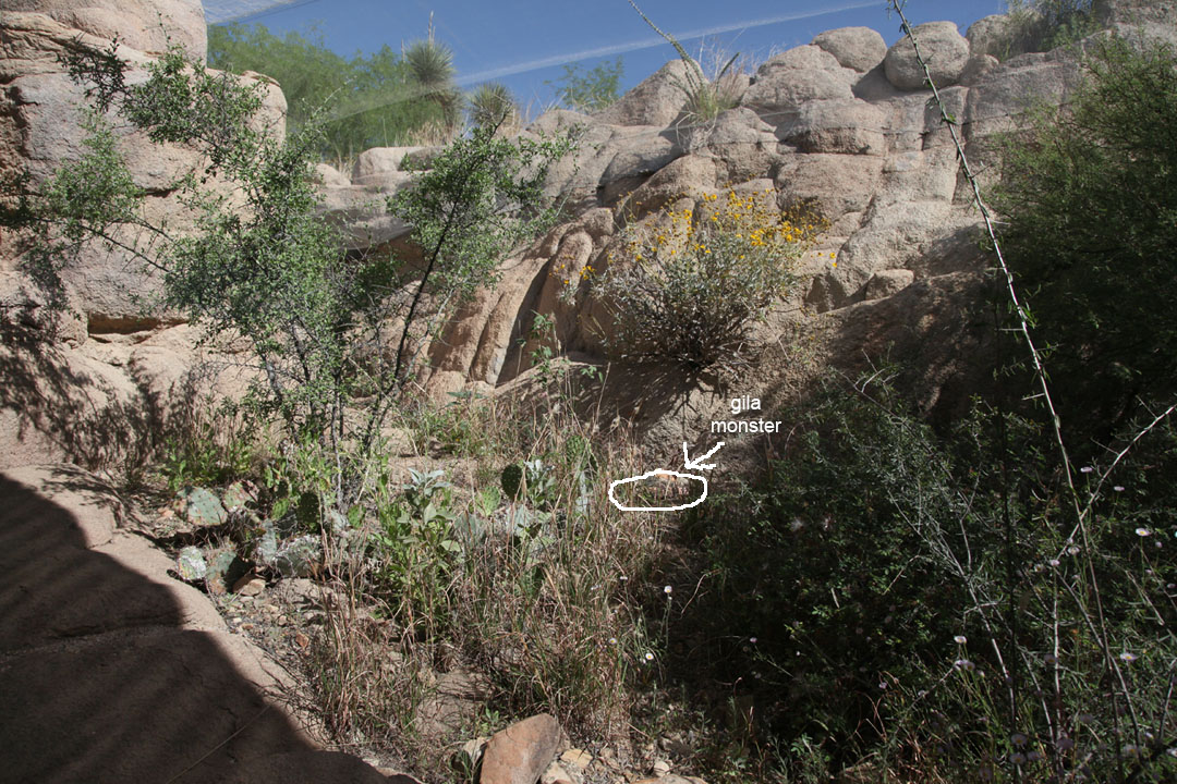 worlds best gila monster exhibit?