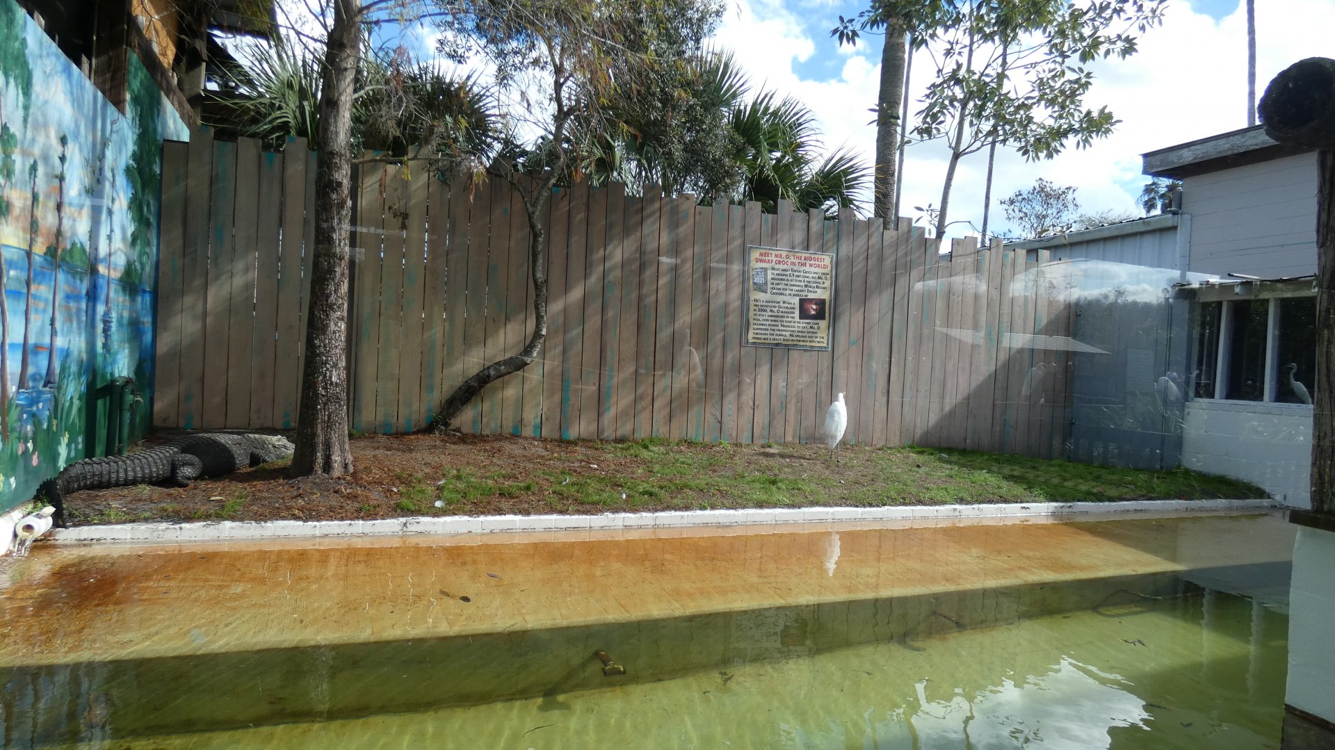 "World's Largest Dwarf Crocodile", Former Home of "Chester the Dog Eater" - Jan. 2022