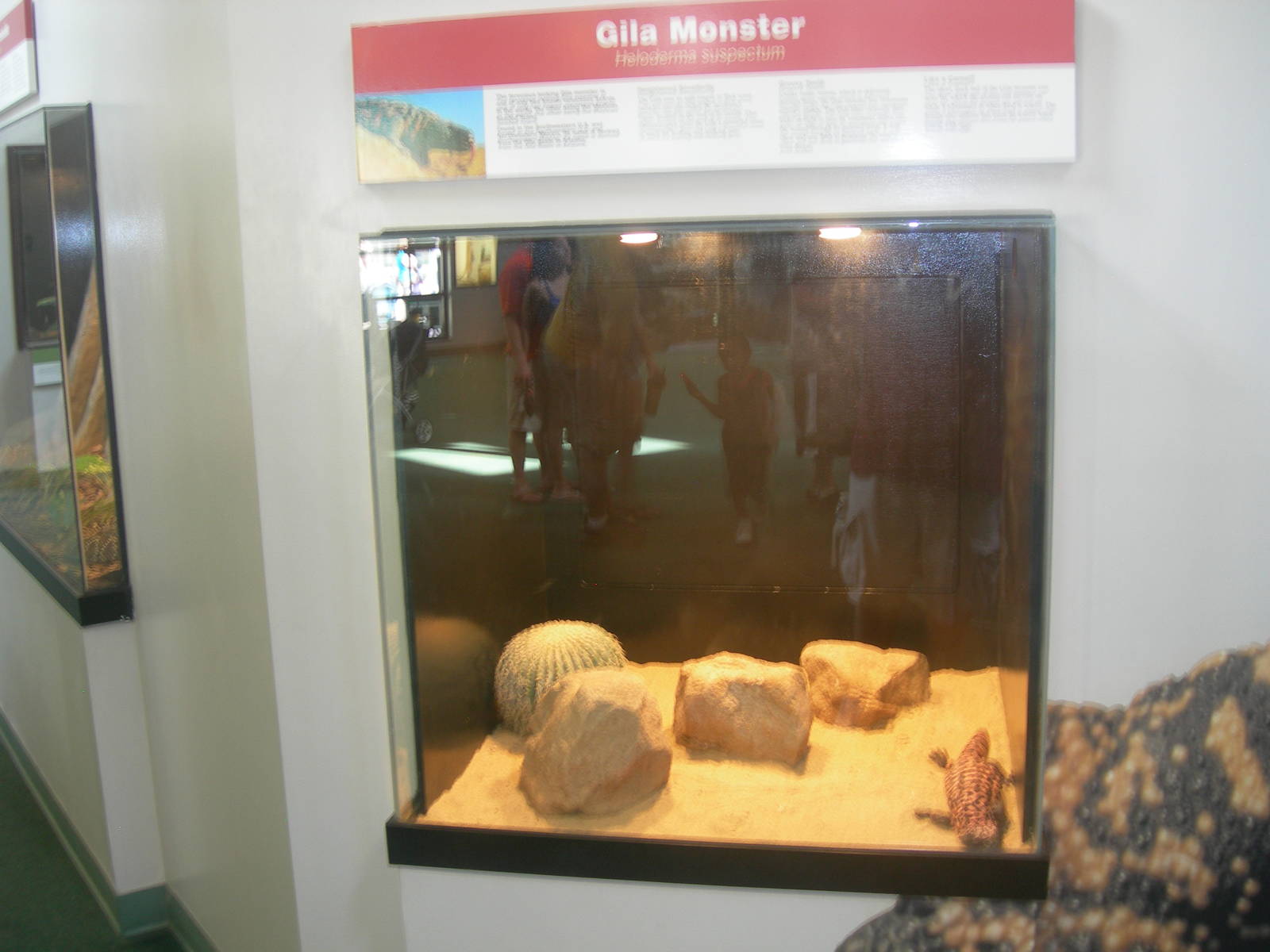 worlds of discovery- Gila Monster Exhibit