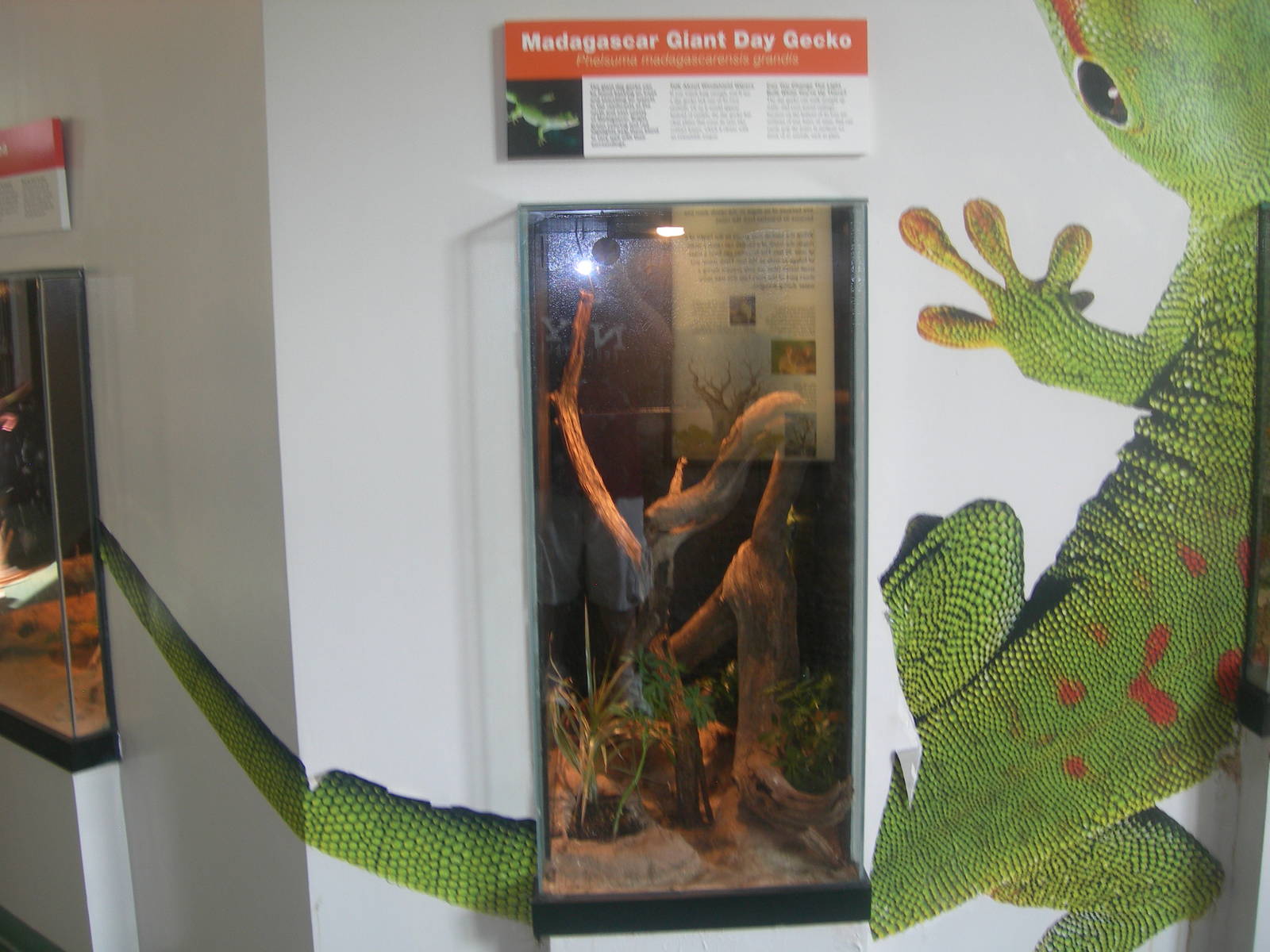 worlds of discovery- Madagascar Giant Day Gecko Exhibit
