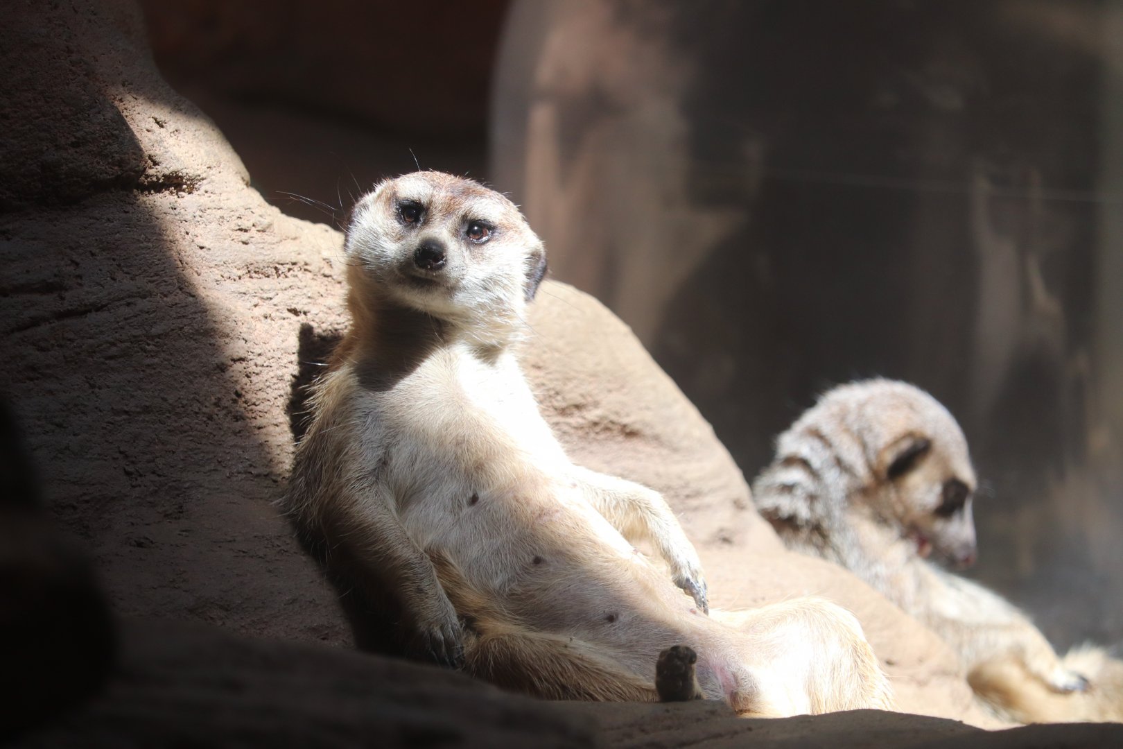 Worlds of Discovery - Meerkat