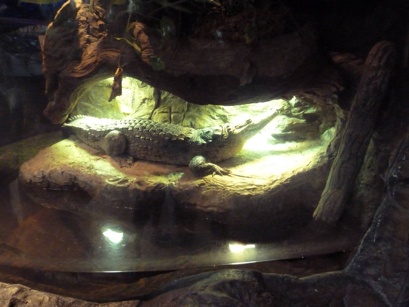 World's Smallest Crocodile Exhibit? (For A Juvenile Orinoco)